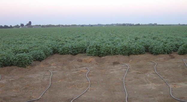 drip irrigation farming