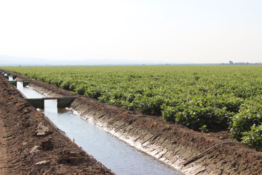 beans being irrigated