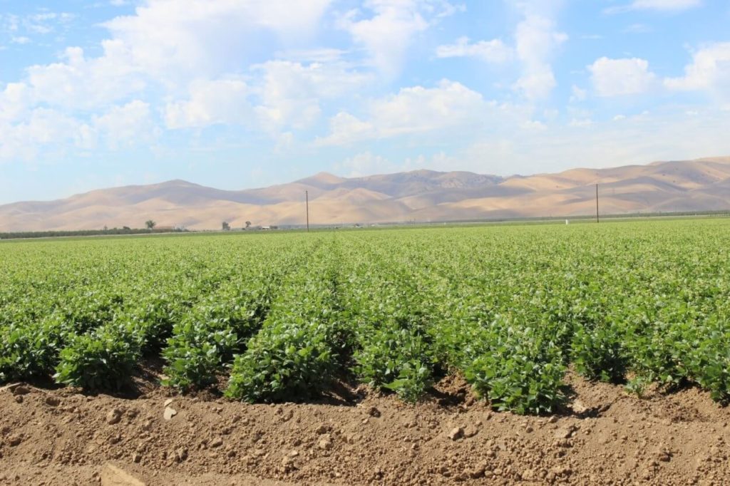 A field with California bean plants growing.
