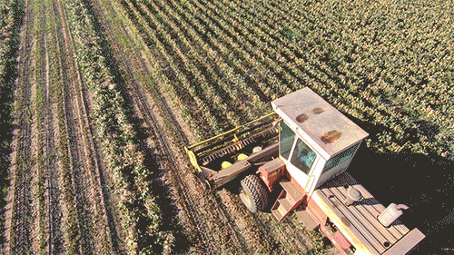 A tractor used for farming beans shown in a field.