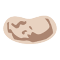 An illustration of a bean