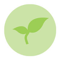 Illustration of a young bean plant